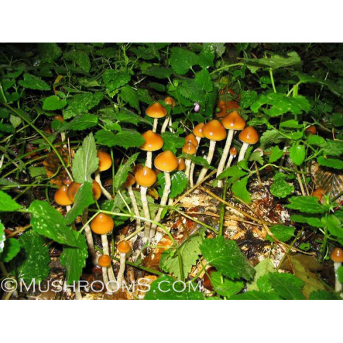C2, Psilocybe Azurescens, Rainbow Mushrooms, Fantasy, Art, Plant – Theodoros