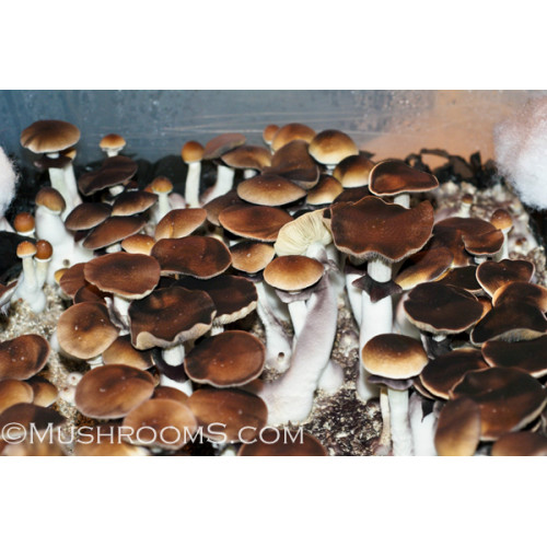 enigma mushroom spore syringe